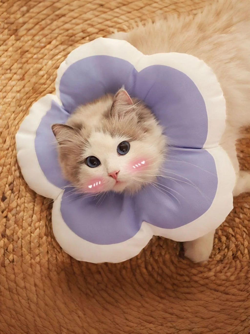 Chat domestique portant un collier élisabéthain rose en forme de fleur autour du cou, l'animal semble détendu et confortable malgré le dispositif de protection post-opératoire, démonstration que le collier doux n'empêche pas la vision périphérique ni les mouvements naturels du félin en convalescence
